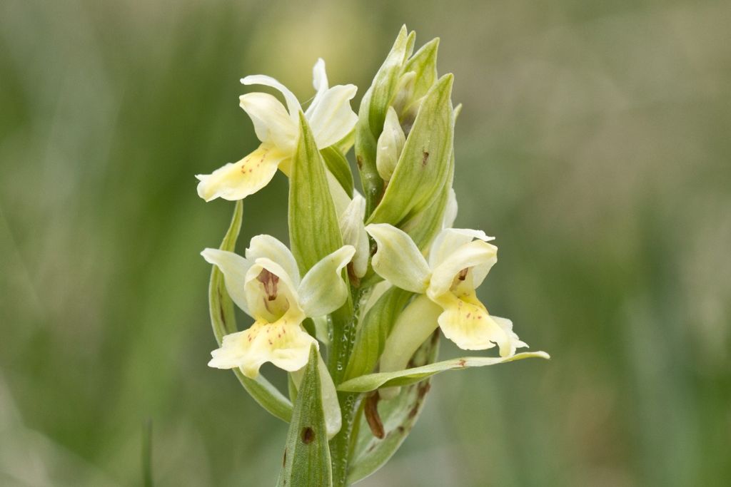 Dactylorhiza sambucina e Orchis militaris